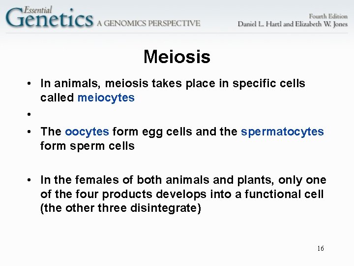 Meiosis • In animals, meiosis takes place in specific cells called meiocytes • •