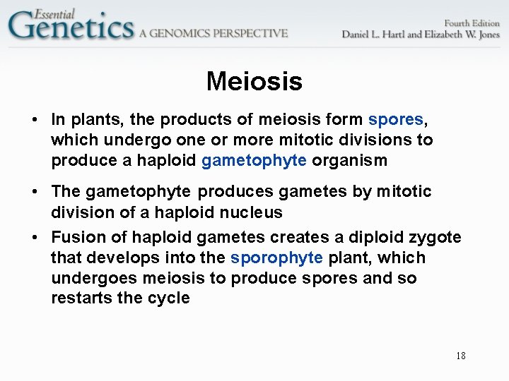 Meiosis • In plants, the products of meiosis form spores, which undergo one or