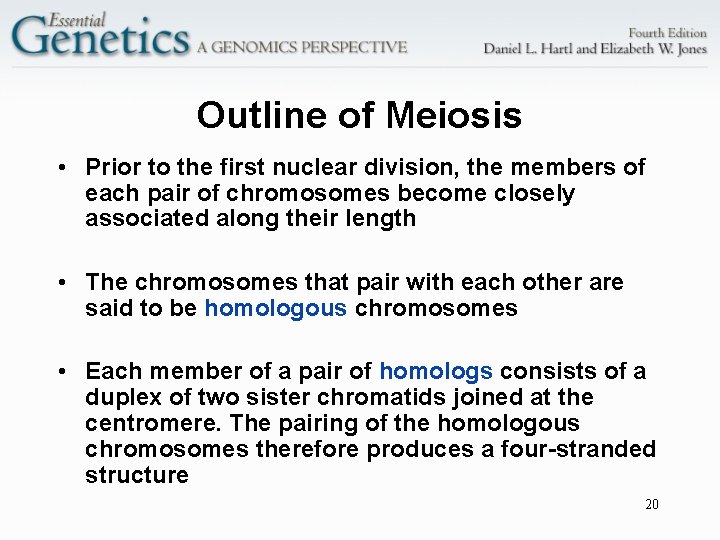 Outline of Meiosis • Prior to the first nuclear division, the members of each