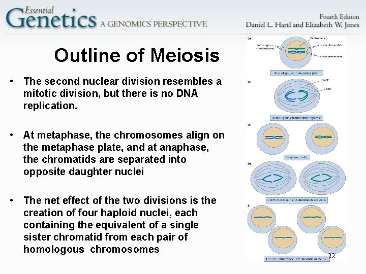 Outline of Meiosis • The second nuclear division resembles a mitotic division, but there