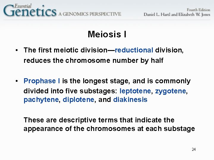 Meiosis I • The first meiotic division—reductional division, reduces the chromosome number by half