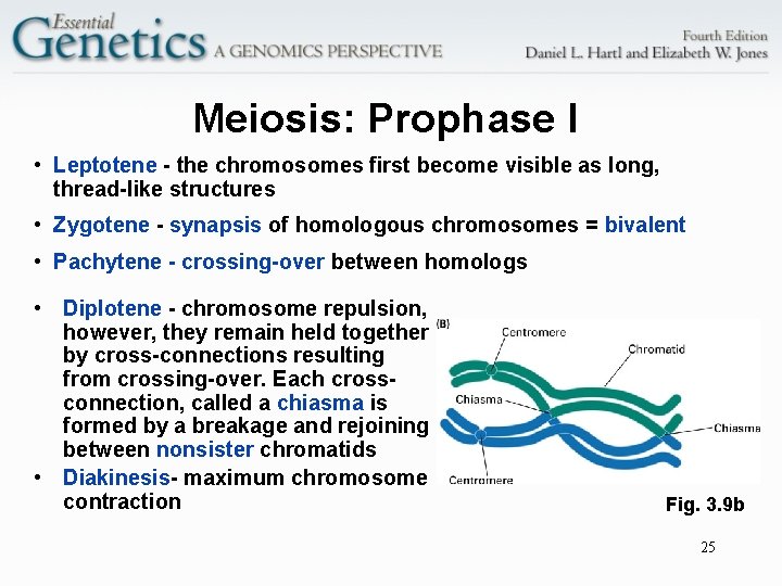 Meiosis: Prophase I • Leptotene - the chromosomes first become visible as long, thread-like