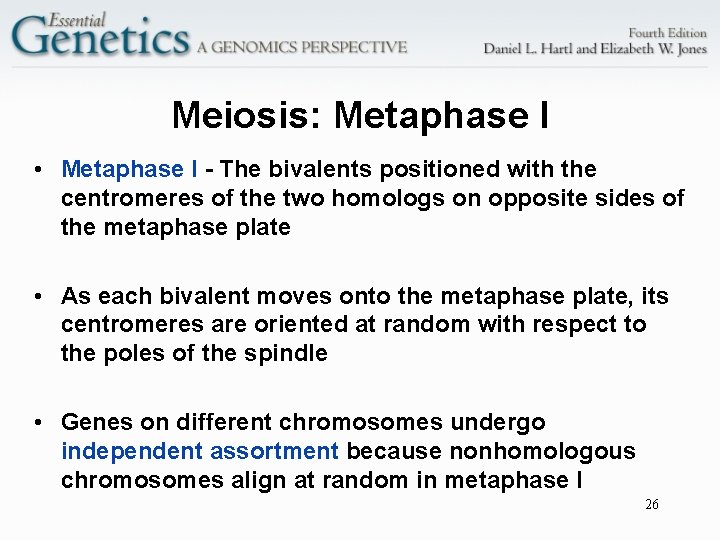 Meiosis: Metaphase I • Metaphase I - The bivalents positioned with the centromeres of