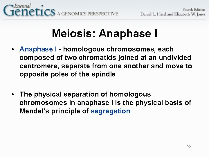 Meiosis: Anaphase I • Anaphase I - homologous chromosomes, each composed of two chromatids