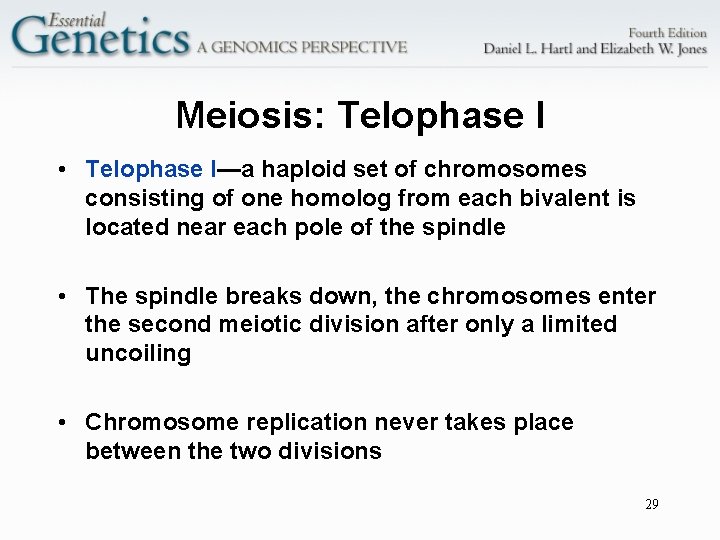 Meiosis: Telophase I • Telophase I—a haploid set of chromosomes consisting of one homolog