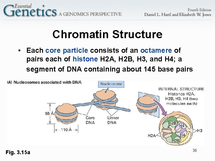 Chromatin Structure • Each core particle consists of an octamere of pairs each of