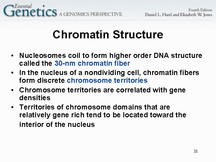 Chromatin Structure • Nucleosomes coil to form higher order DNA structure called the 30