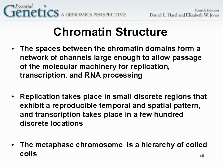 Chromatin Structure • The spaces between the chromatin domains form a network of channels