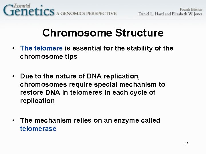 Chromosome Structure • The telomere is essential for the stability of the chromosome tips
