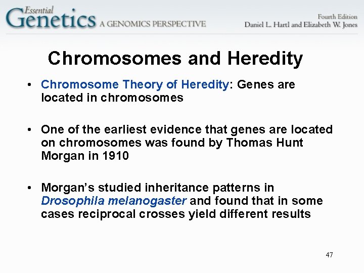 Chromosomes and Heredity • Chromosome Theory of Heredity: Genes are located in chromosomes •