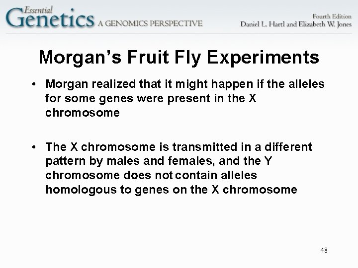 Morgan’s Fruit Fly Experiments • Morgan realized that it might happen if the alleles
