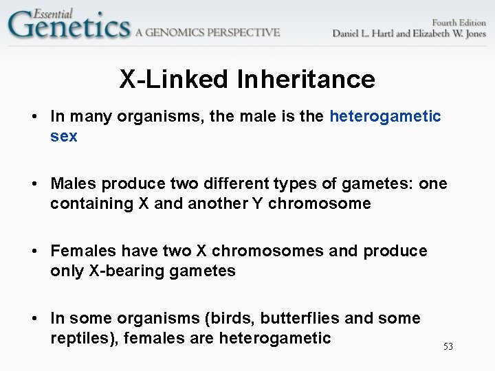 X-Linked Inheritance • In many organisms, the male is the heterogametic sex • Males