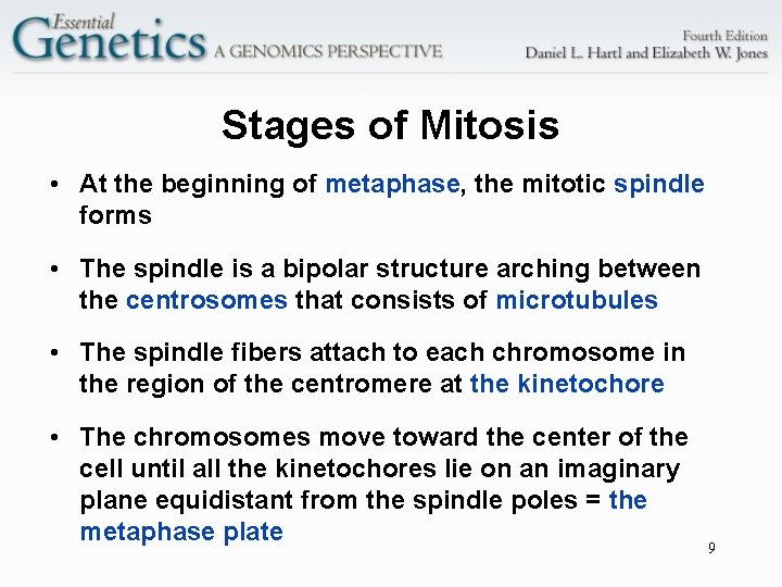 Stages of Mitosis • At the beginning of metaphase, the mitotic spindle forms •