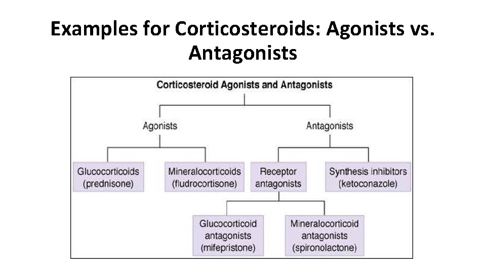 Examples for Corticosteroids: Agonists vs. Antagonists 