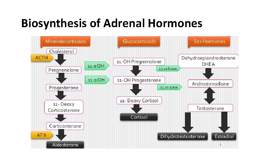 Biosynthesis of Adrenal Hormones 