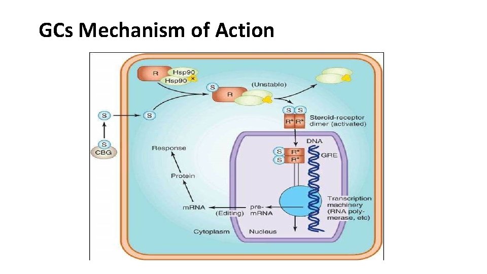 GCs Mechanism of Action 