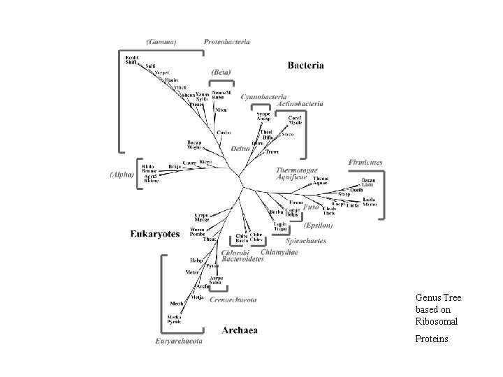 Genus Tree based on Ribosomal Proteins 