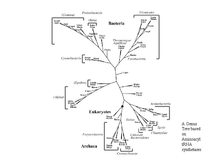 A Genus Tree based on Aminoacyl t. RNA synthetases 