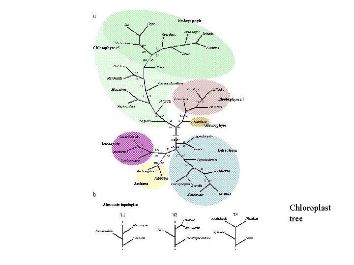 Chloroplast tree 