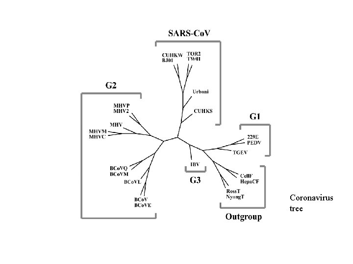 Coronavirus tree 