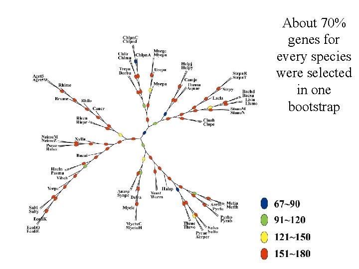 About 70% genes for every species were selected in one bootstrap 
