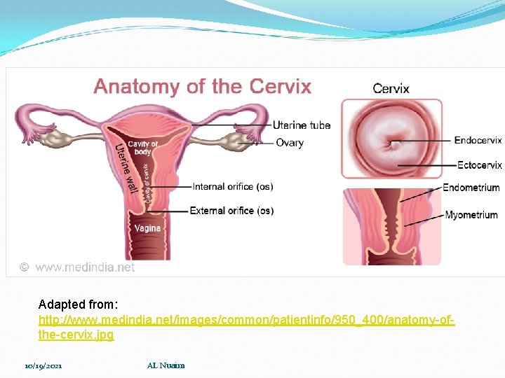 Adapted from: http: //www. medindia. net/images/common/patientinfo/950_400/anatomy-ofthe-cervix. jpg 10/19/2021 AL Nuaim 