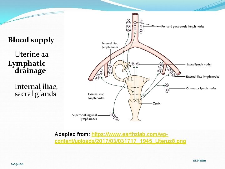Blood supply Uterine aa Lymphatic drainage Internal iliac, sacral glands Adapted from: https: //www.