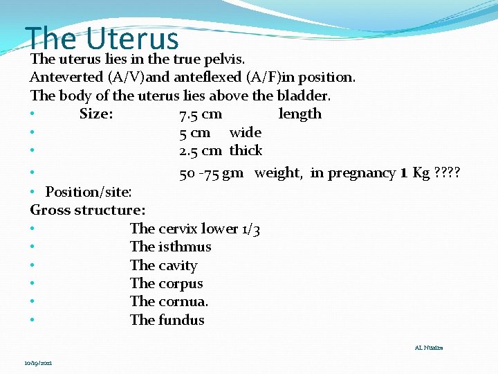 The Uterus The uterus lies in the true pelvis. Anteverted (A/V)and anteflexed (A/F)in position.