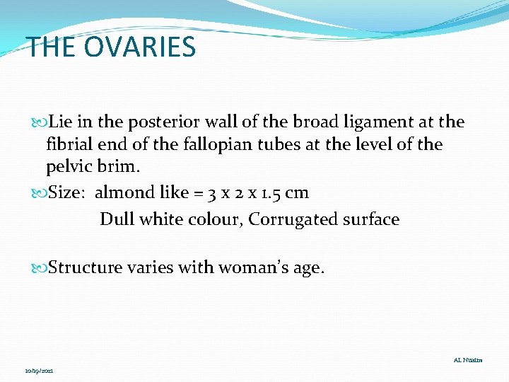 THE OVARIES Lie in the posterior wall of the broad ligament at the fibrial