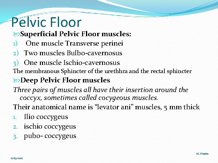 Pelvic Floor Superficial Pelvic Floor muscles: 1) One muscle Transverse perinei 2) Two muscles