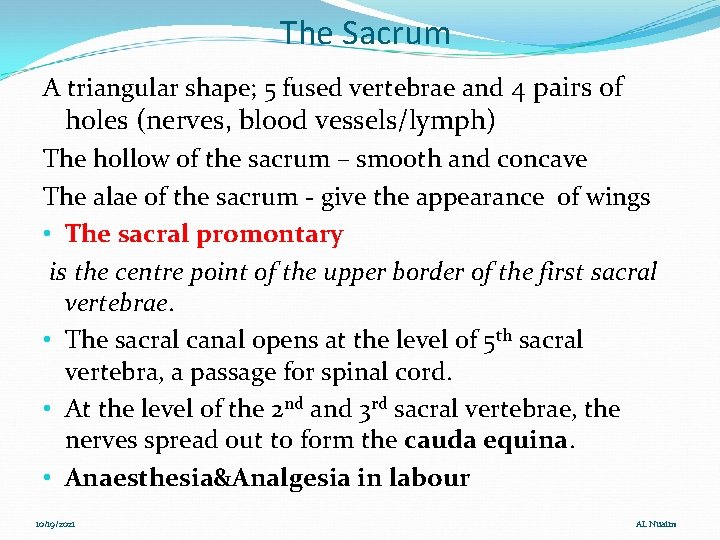 The Sacrum A triangular shape; 5 fused vertebrae and 4 pairs of holes (nerves,