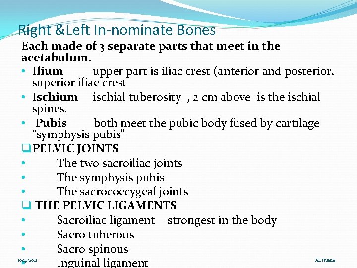 Right &Left In-nominate Bones Each made of 3 separate parts that meet in the