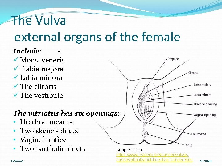 The Vulva external organs of the female Include: ü Mons veneris ü Labia majora