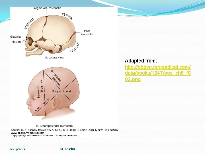 Adapted from: http: //obgyn. mhmedical. com/ data/books/1247/pos_ch 6_f 0 02. png 10/19/2021 AL Nuaim