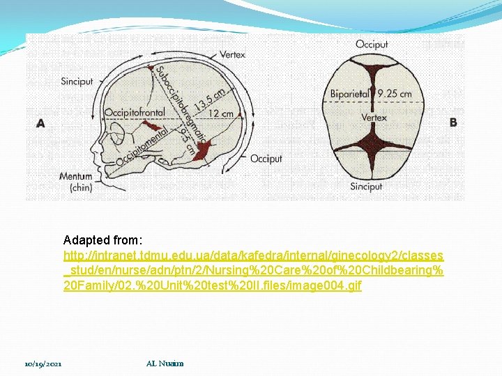 Adapted from: http: //intranet. tdmu. edu. ua/data/kafedra/internal/ginecology 2/classes _stud/en/nurse/adn/ptn/2/Nursing%20 Care%20 of%20 Childbearing% 20 Family/02.