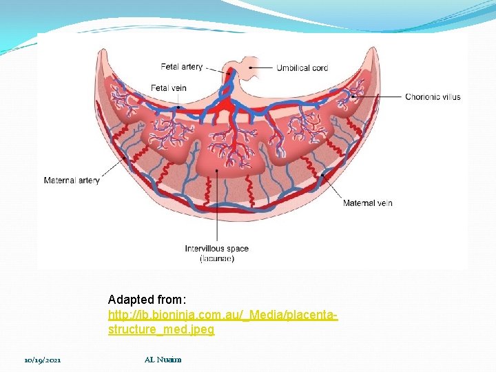 Adapted from: http: //ib. bioninja. com. au/_Media/placentastructure_med. jpeg 10/19/2021 AL Nuaim 