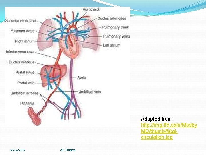 Adapted from: http: //img. tfd. com/Mosby MD/thumb/fetalcirculation. jpg 10/19/2021 AL Nuaim 