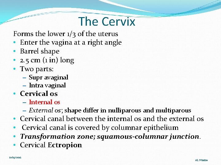 The Cervix Forms the lower 1/3 of the uterus • Enter the vagina at