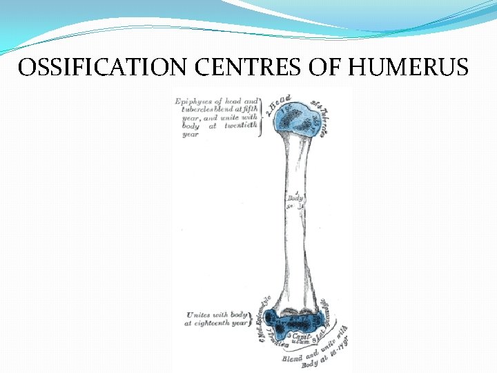 OSSIFICATION CENTRES OF HUMERUS 