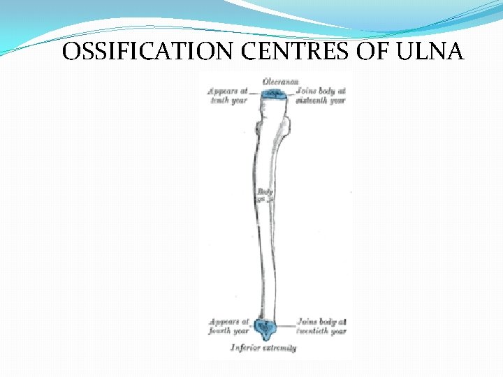 OSSIFICATION CENTRES OF ULNA 