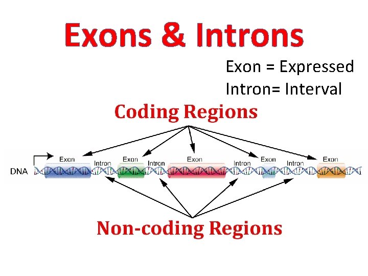 Exons & Introns Exon = Expressed Intron= Interval 