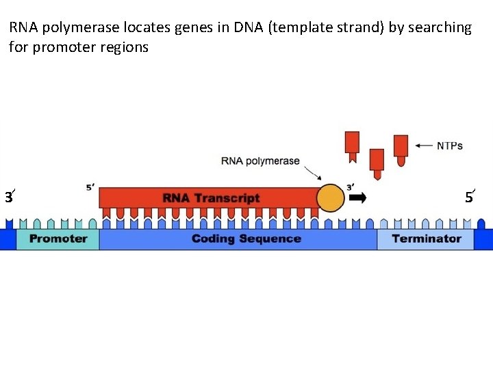 RNA polymerase locates genes in DNA (template strand) by searching for promoter regions 3՜