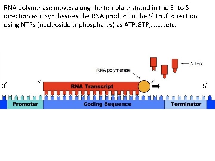 RNA polymerase moves along the template strand in the 3՜ to 5՜ direction as