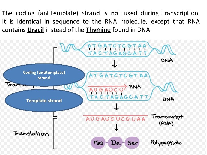 The coding (antitemplate) strand is not used during transcription. It is identical in sequence