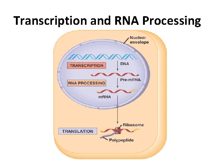 Transcription and RNA Processing 