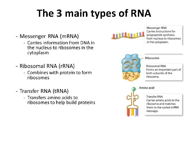 The 3 main types of RNA 