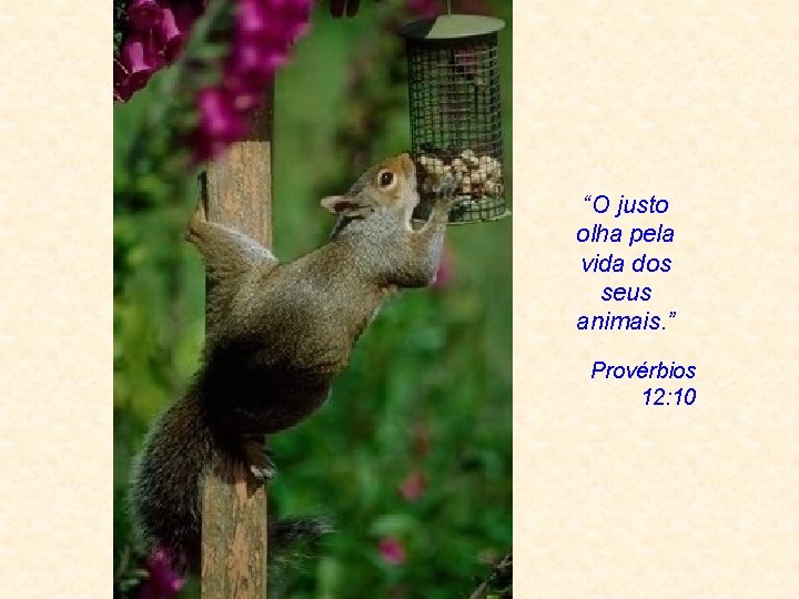 “O justo olha pela vida dos seus animais. ” Provérbios 12: 10 