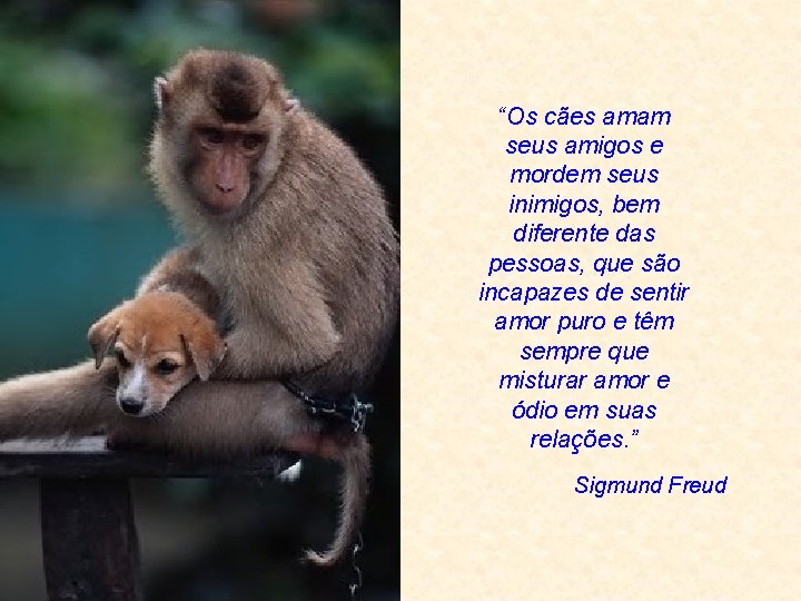 “Os cães amam seus amigos e mordem seus inimigos, bem diferente das pessoas, que