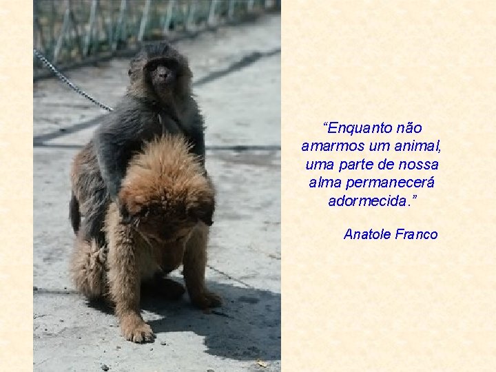 “Enquanto não amarmos um animal, uma parte de nossa alma permanecerá adormecida. ” Anatole