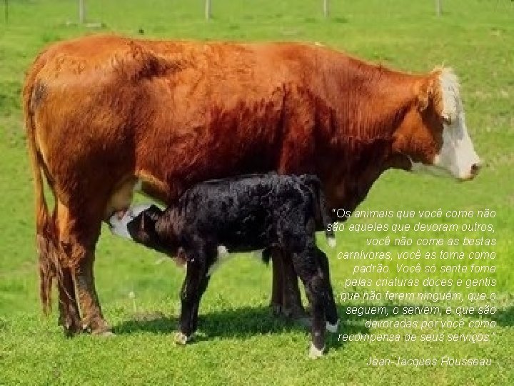 “Os animais que você come não são aqueles que devoram outros, você não come